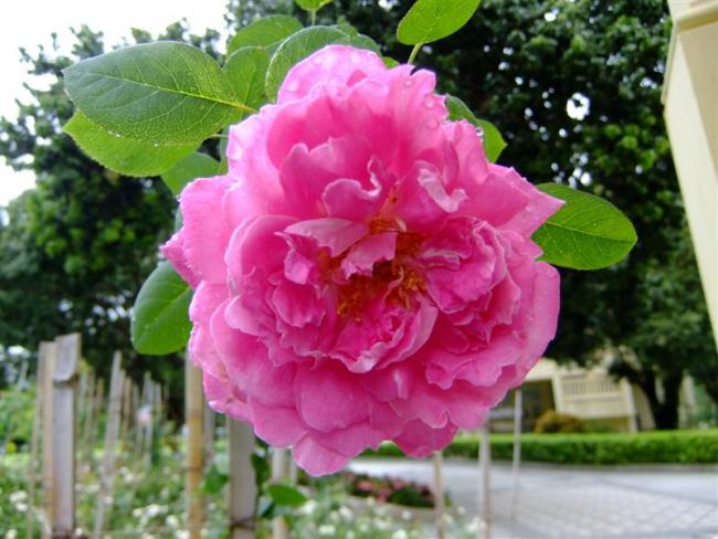 DSCF8463 (Medium).JPG